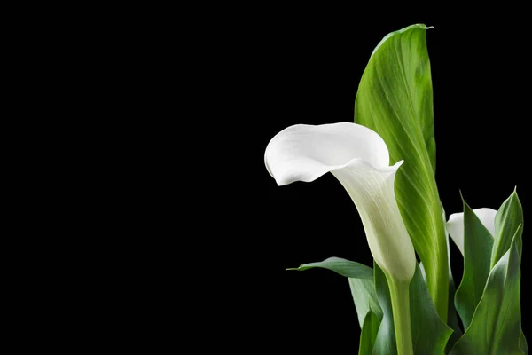 Mooie witte calla lelies met groene bladeren op zwarte achtergrond — Stockfoto