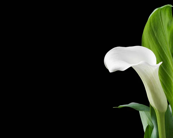 Mooie witte calla lelies met groene bladeren op zwarte achtergrond — Stockfoto