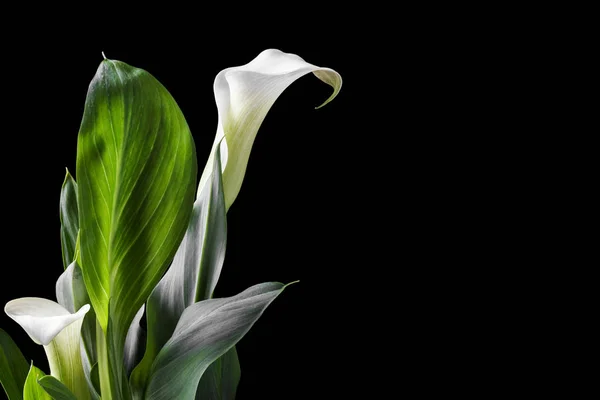 Kaunis valkoinen calla liljat vihreät lehdet mustalla taustalla — kuvapankkivalokuva