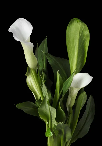 Beautiful white calla lilies with green leaves over black background — Stock Photo, Image
