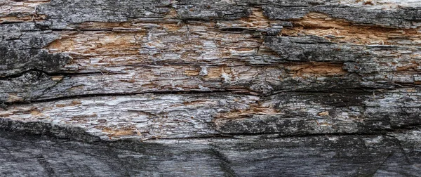 Texture bois. Panneau de bois gris avec des lignes de fissures altérées. Fond naturel pour un design chic et minable. Image de plancher en bois gris . — Photo