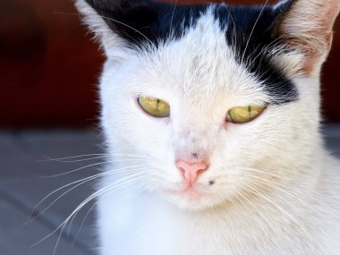 Bir kedinin portresi 