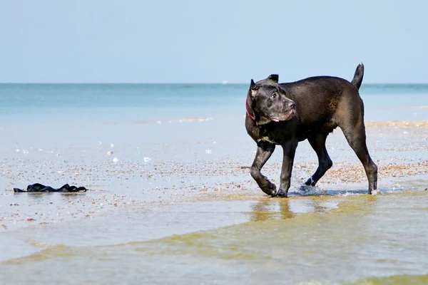 Italian Cane-Corso dog on the coast — Stock Photo, Image