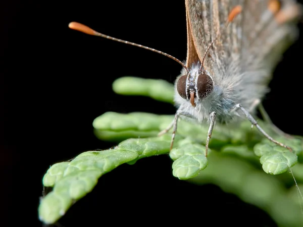 Pequeña mariposa posada sobre una ramita de enebro — Foto de Stock