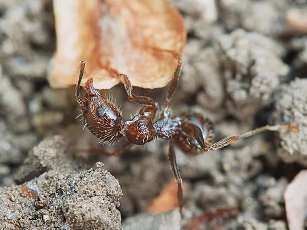 Ameise draußen im Garten — Stockfoto