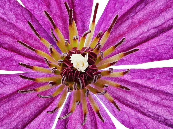 Bunga jagung merah muda terisolasi — Stok Foto