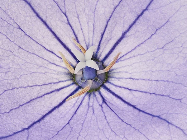 Blomman lila bluebell — Stockfoto