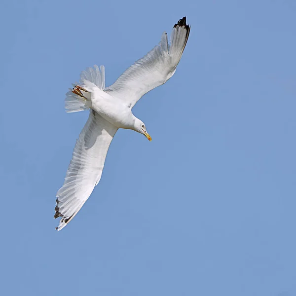 Gabbiano bianco in volo Fotografia Stock
