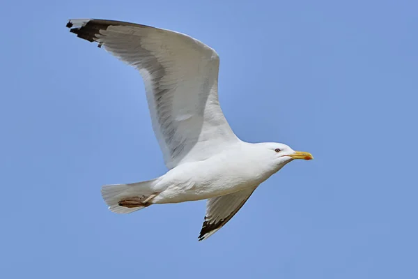 Gaivota branca em voo — Fotografia de Stock