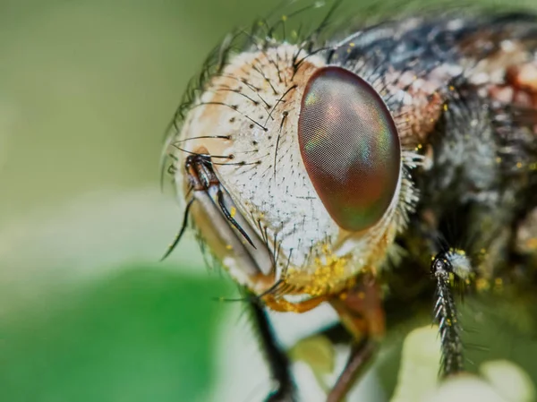 Fly hoverflies iin the garden closeup — Stock Photo, Image