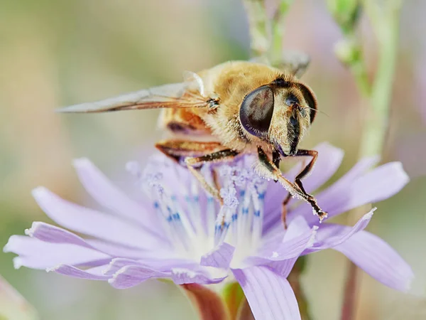 フィールドの花に蜂 — ストック写真