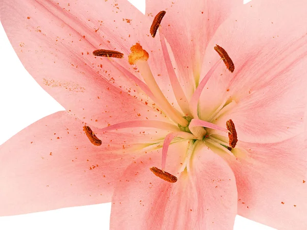 Ståndare och pistill av rosa Lilja — Stockfoto