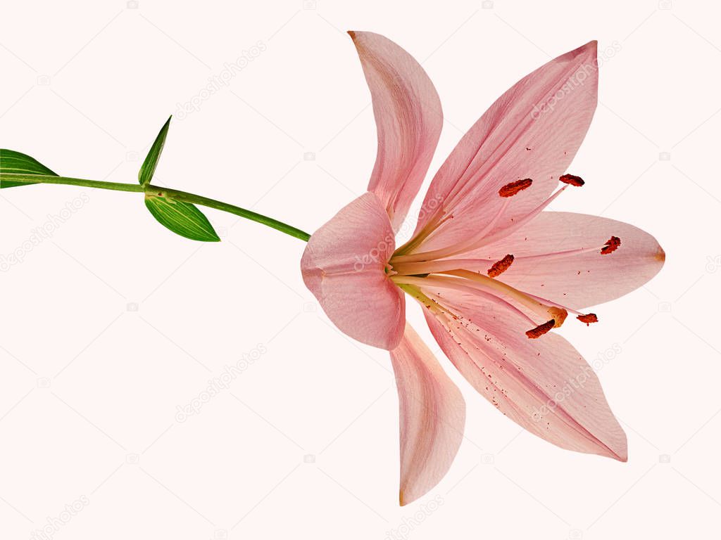 Beautiful pink lily