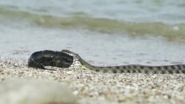 Su yılan balığı yutuyor