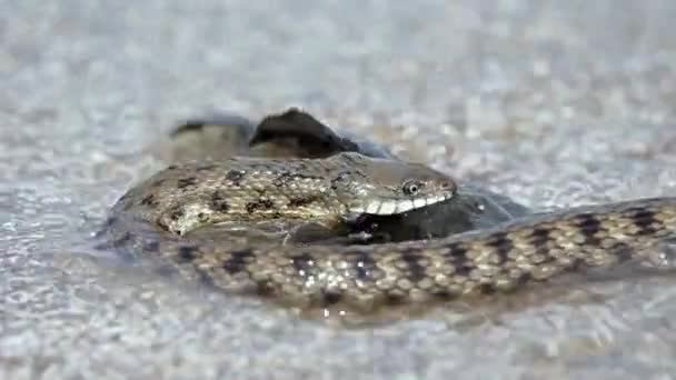 Peces marinos en la boca de una serpiente de agua — Vídeo de stock