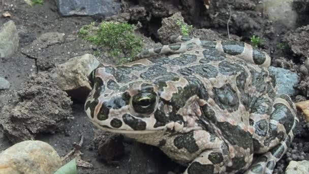 Gefleckter Grüner Frosch — Stockvideo