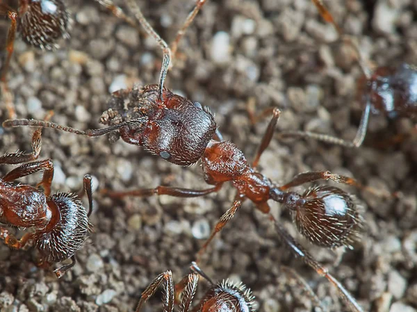 Ant outside in the garden — Stock Photo, Image