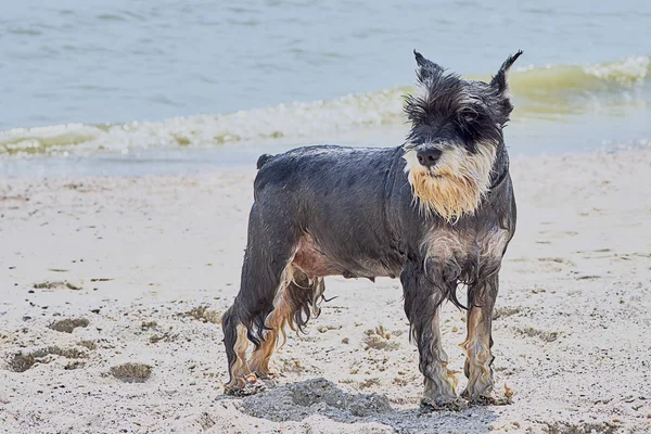 Cute terrier on the beach — Stock Photo, Image