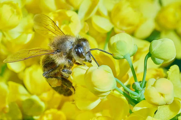 Díszcserje a Bee — Stock Fotó