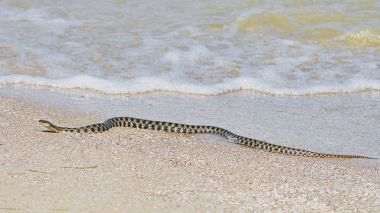 Su yılanı, deniz kıyısı 