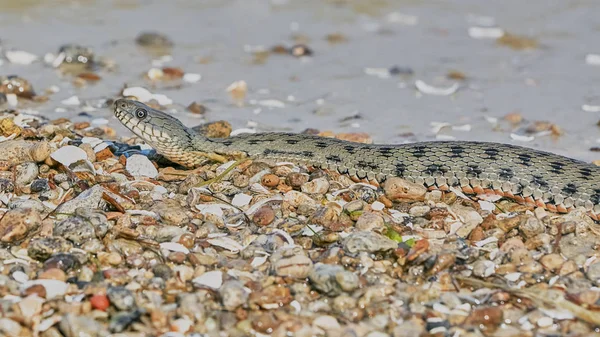 Serpiente de agua en la bahía — Foto de Stock