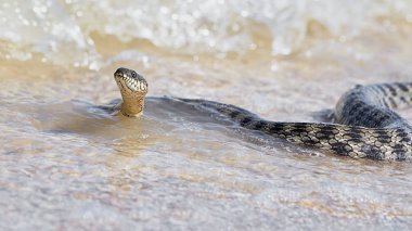 Su yılanı, deniz kıyısı 