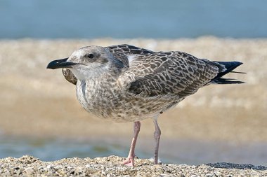 Ortak bir martı portresi 