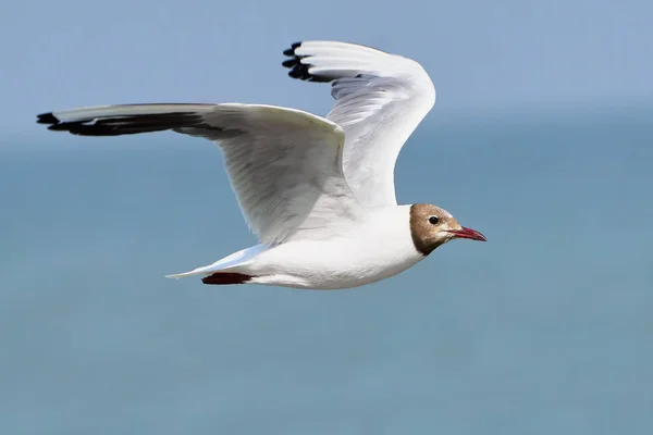 Gabbiano bianco in volo — Foto Stock