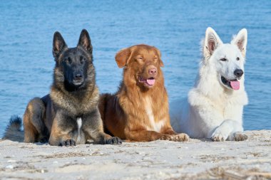 Malinois Belçikalı, yeni viski geri almak ve beyaz İsviçre çoban