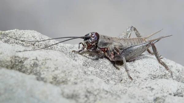 Uzun bıyıklı beetle