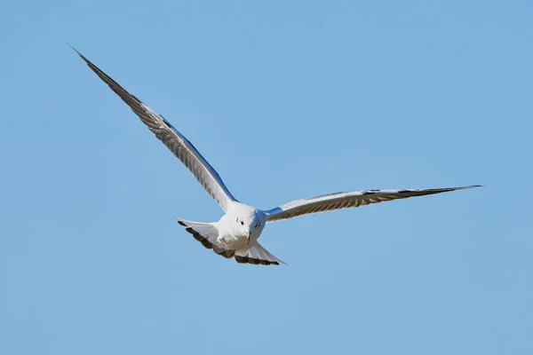 Белая чайка в полете — стоковое фото