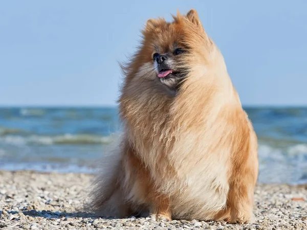 Pomeranian Spitz Rüzgar tarafından üflenir 