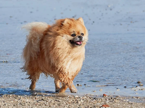 Spitz Pomerania passeggia lungo la riva del mare Foto Stock Royalty Free