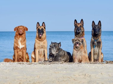 Üç Malinois Belçikalı, küçük Pyrenean çoban köpeği, Cane Corso