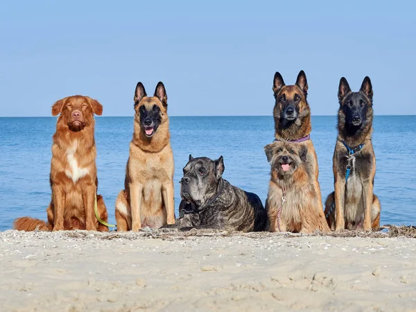 Üç Malinois Belçikalı, küçük Pyrenean çoban köpeği, Cane Corso — Stok fotoğraf