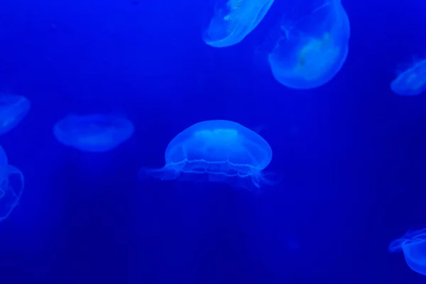 Medusas flotando en acuario con agua azul —  Fotos de Stock