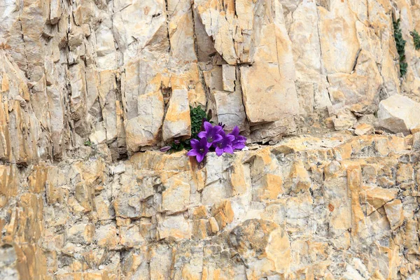 Purple flower blossom Dolomite bellflower (Campanula morettiana) in mountain rock crevice, South Tyrol, Italy — Stock Photo, Image