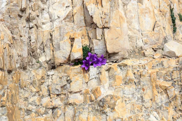 Mor çiçek blossom Dolomit bellflower (Campanula morettiana) dağ rock Aralık bașlığı, South Tyrol, İtalya