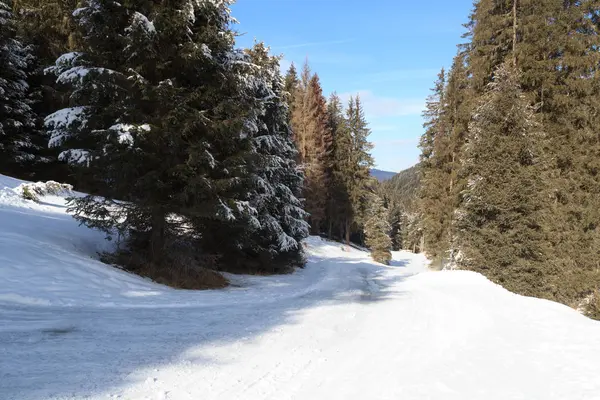 オーストリア、Stubai アルプスの山の木と冬の雪道 — ストック写真