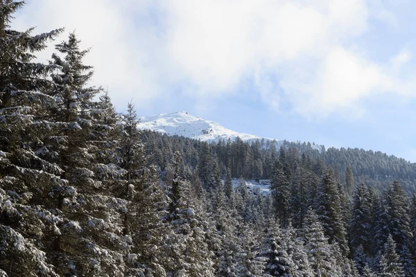 Stubai アルプス、オーストリアの冬の雪の山と木 — ストック写真