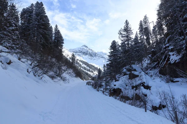木と Stubai アルプスの山々、オーストリアの山の冬雪景色 — ストック写真