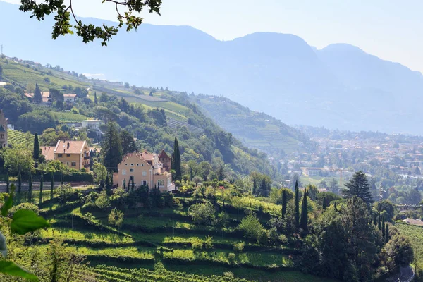 Vigneto e panorama montano a Merano, Alto Adige — Foto Stock