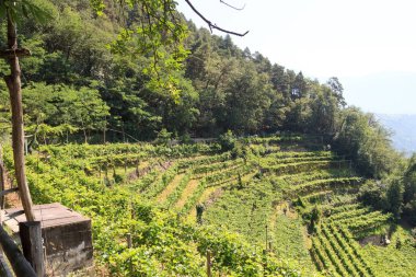 Yürüyüş yolu ve bağ panorama Merano, South Tyrol içinde