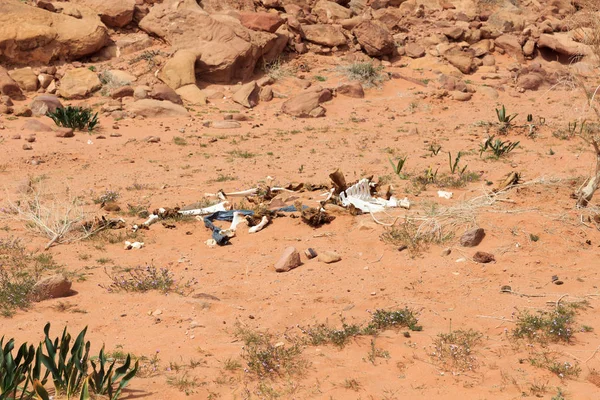 Botten en stoffelijke resten van dode kameel in Wadi Rum woestijn, Jordanië — Stockfoto