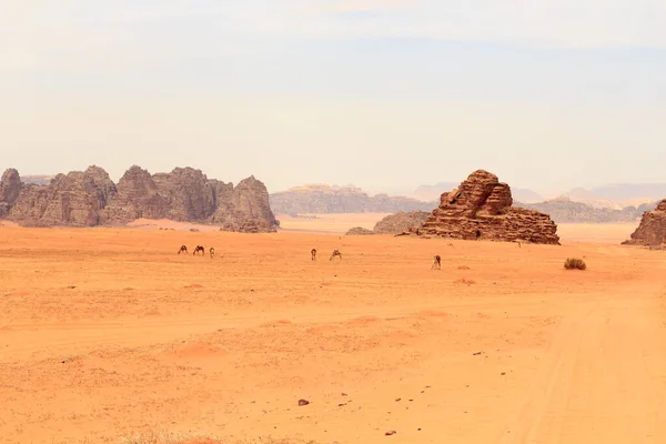 Wadi Rum Wüstenpanorama mit Kamelen, Jordanien — Stockfoto