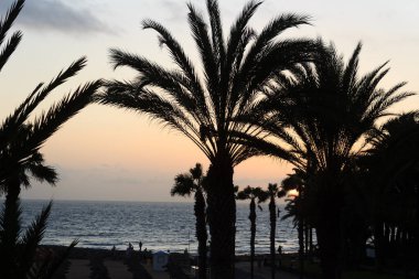 Plajda gün batımı ve tatil beldesi Playa de las Americas 'ta Atlantik Okyanusu manzarası Kanarya Adası Tenerife, İspanya