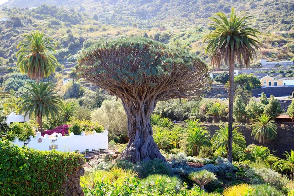 Canarische Eilanden Drakenboom Drago Milenario Park Parque Del Drago Icod — Stockfoto