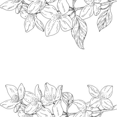 Çiçek bitki, şube