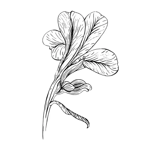 Iris květina skica na bílém pozadí — Stockový vektor