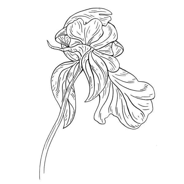 Pion blomma bläck skiss — Stock vektor